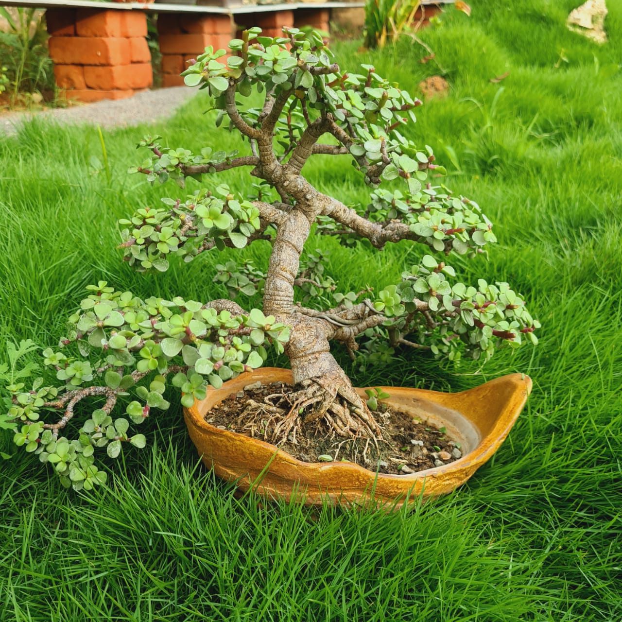 Big Jade Bonsai Plant