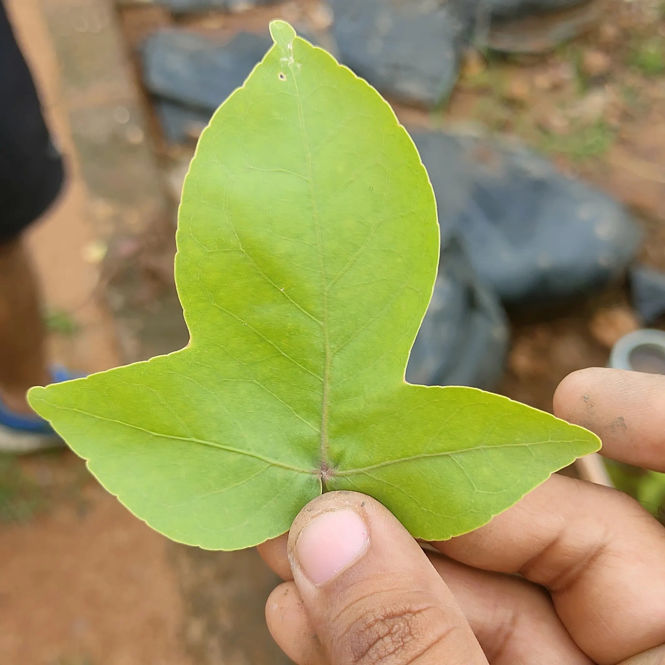 Eka Vilvam - Aegle marmelos - Single Leaf Bilva Plant.