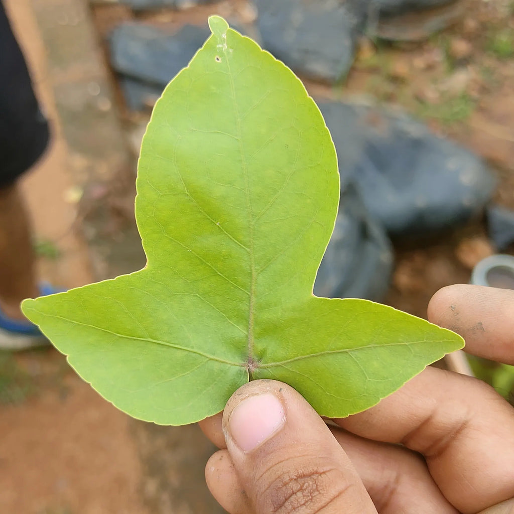 Eka Vilvam - Aegle marmelos - Single Leaf Bilva Plant.