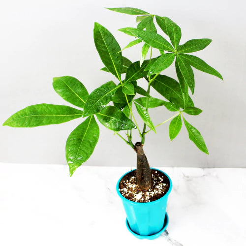 Money Tree Plant for Cancer or Kark Rashi - Plant
