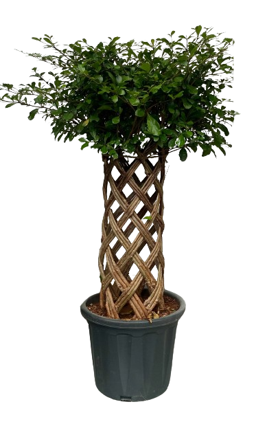 Double Braided Arrangement Ficus Bonsai Plant