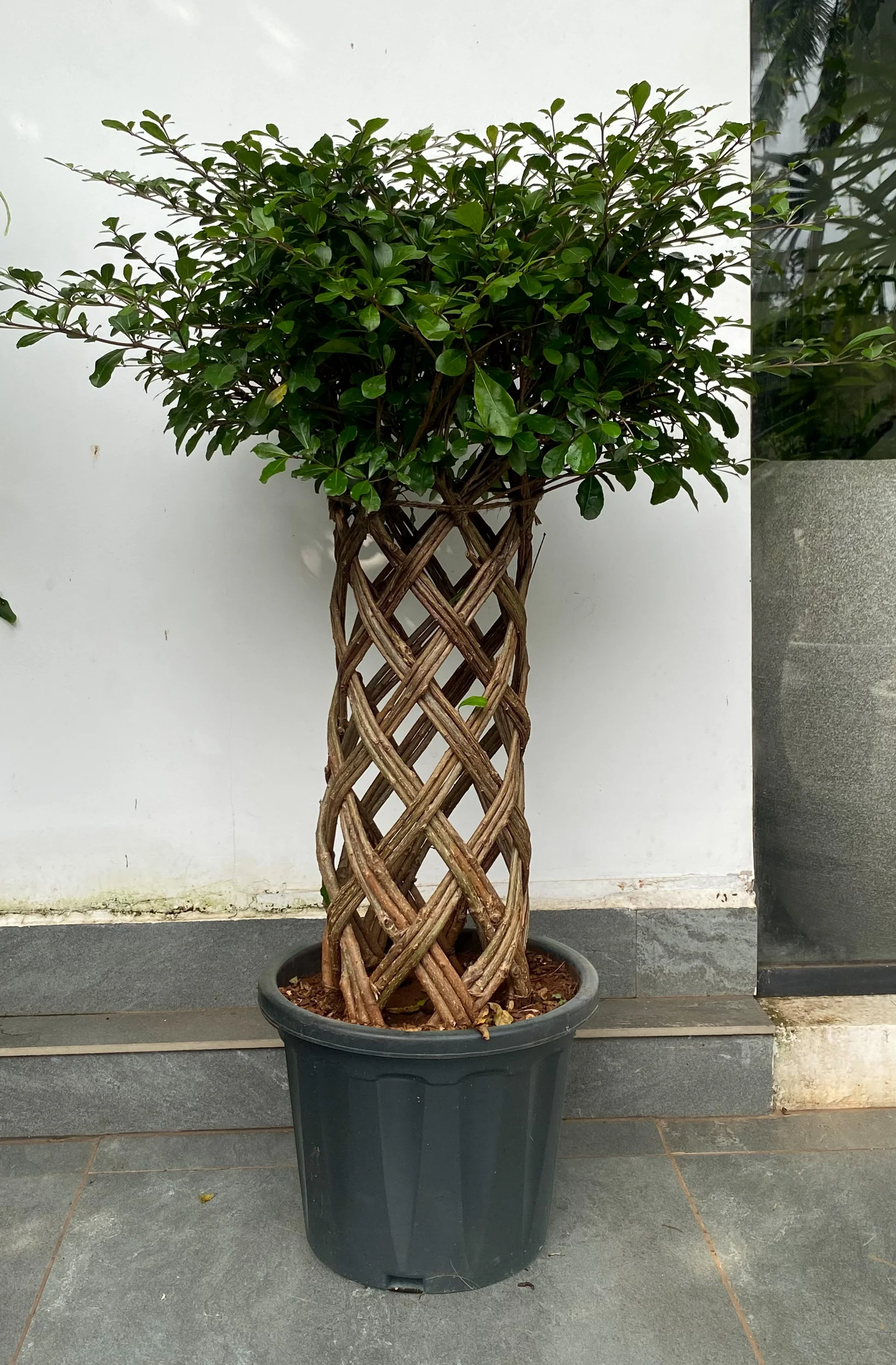 Double Braided Arrangement Ficus Bonsai Plant