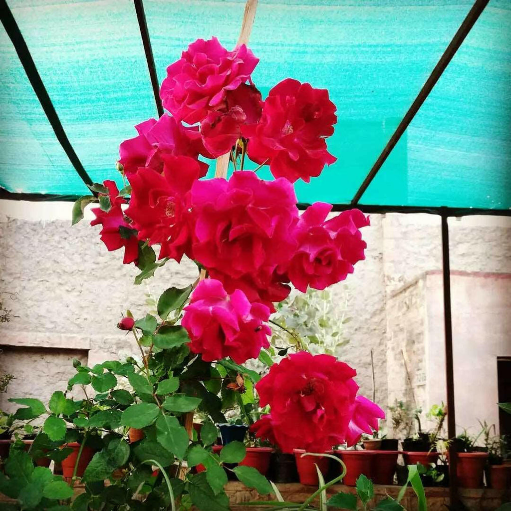 Kashmir Rose Plant.
