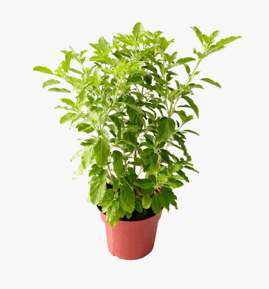 Lakshmi Tulsi Plant - Ocimum tenuiflorum.
