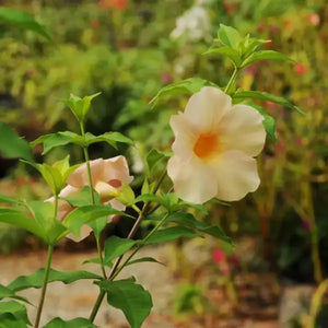 Open image in slideshow, Allamanda Plant.
