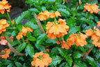 firecracker flower -Kannakabaram Plant.