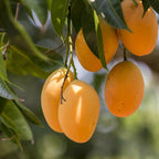 Grafted Alphonso Mango Plant.