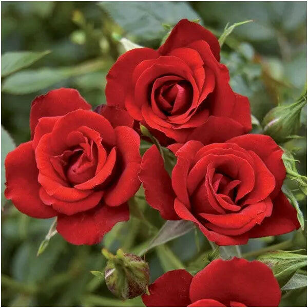 Miniature Rose - Button Rose (Red) Plant.