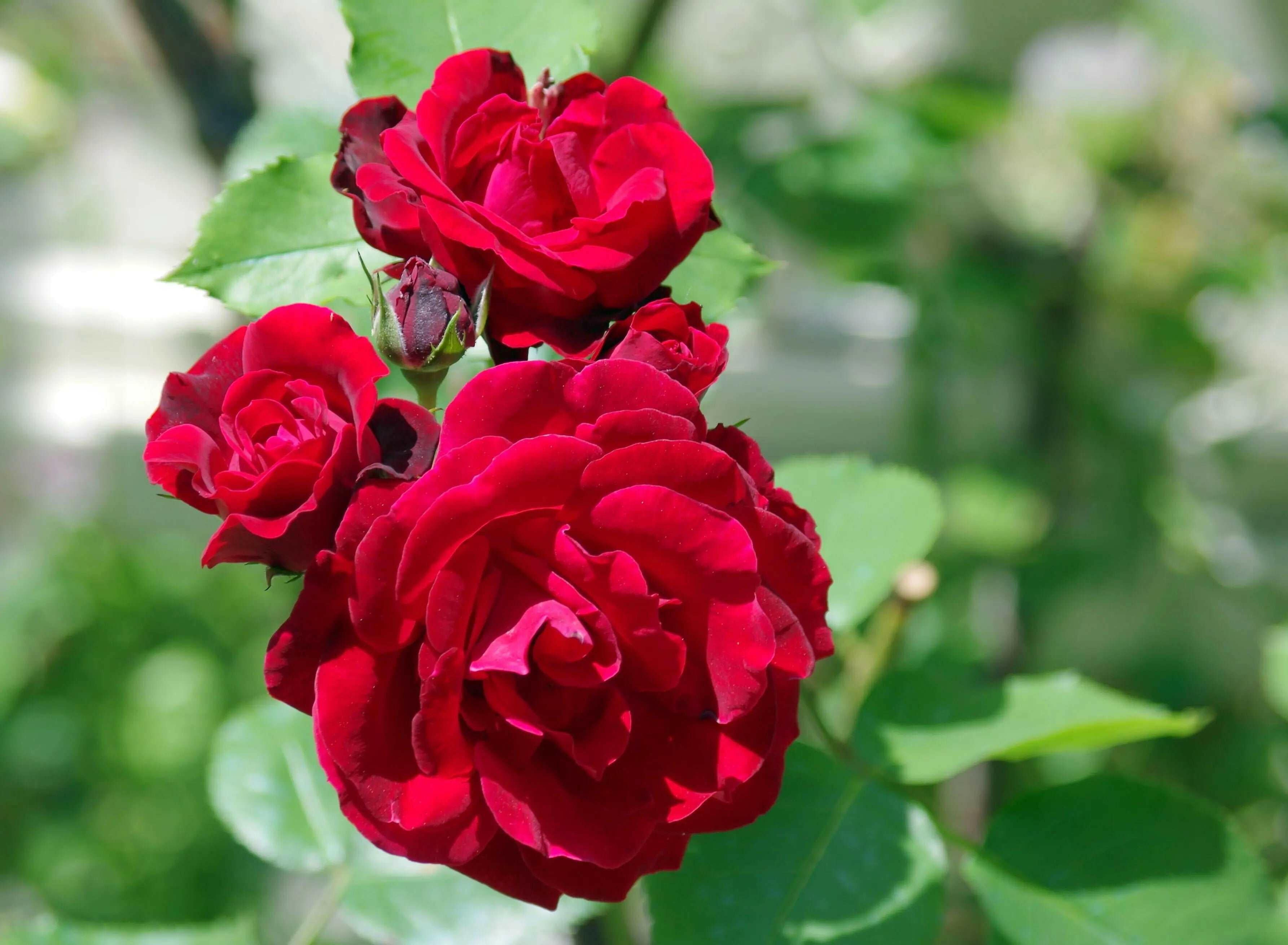 Miniature Rose - Button Rose (Red) Plant.