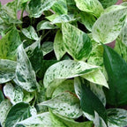 Money Plant White Green.