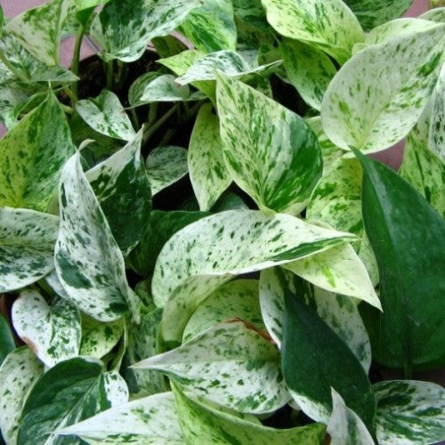 Money Plant White Green.
