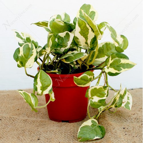 Money Plant White Green.