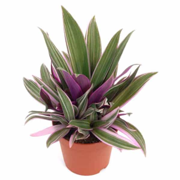 Rhoeo Plant.
