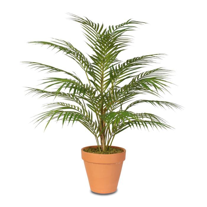 Designer Indoor Foliage Combo