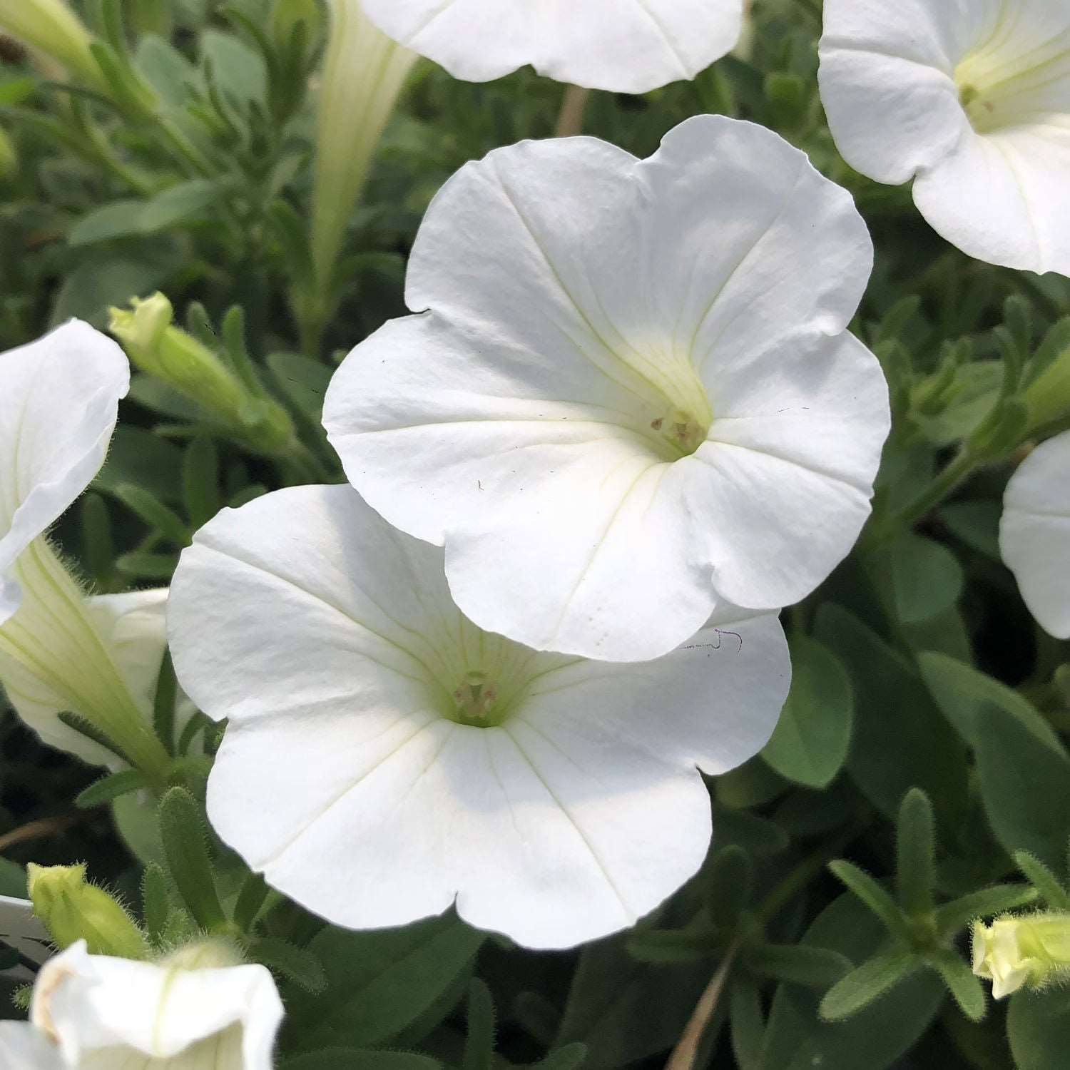 Petunia White Plant.