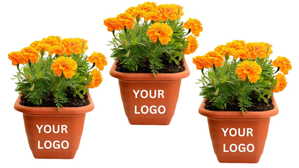 Best Flowering Plants for Desks - Corporate Gift (Set of 30).