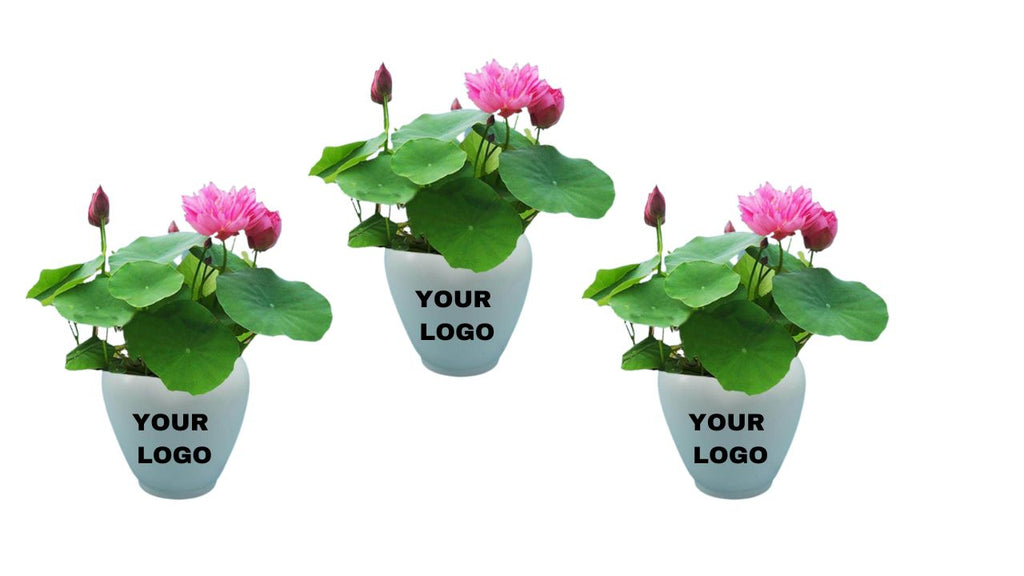 Best Aquatic Plants for Desks - Corporate Gift (Set of 30).