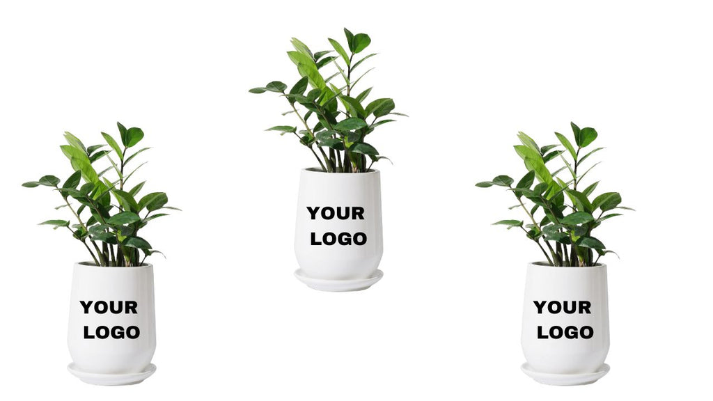 Best Indoor Plants for Desks - Corporate Gift (Set of 30).