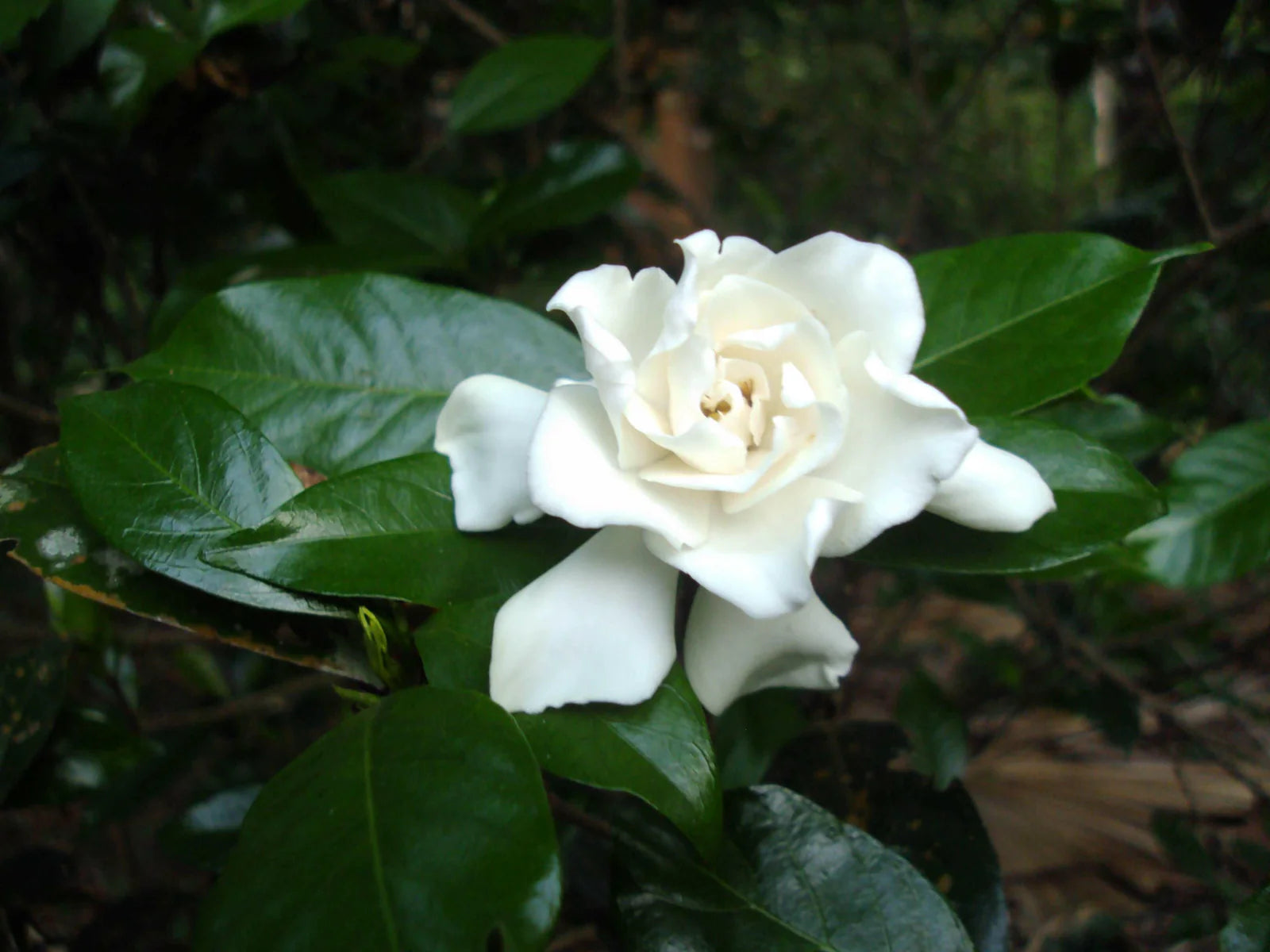 Fragrant Jasmine Temple Garden