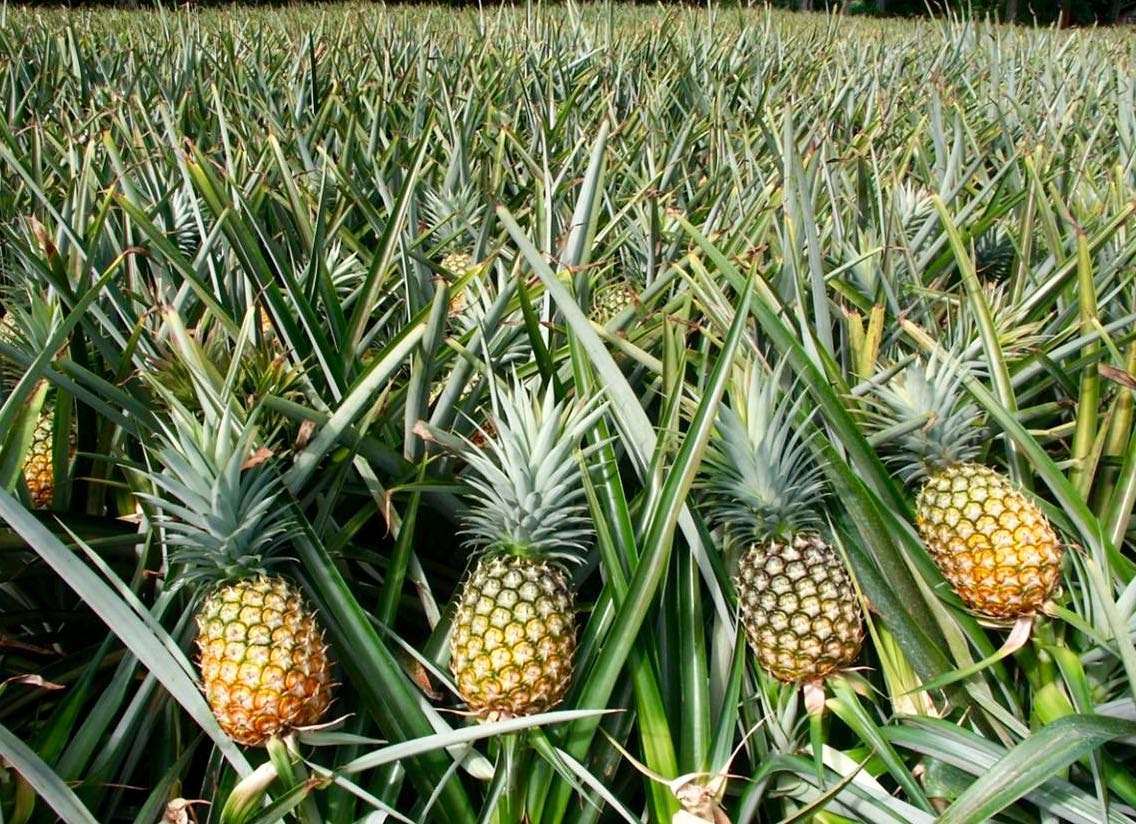 Grafted Pineapple Fruit Plant.