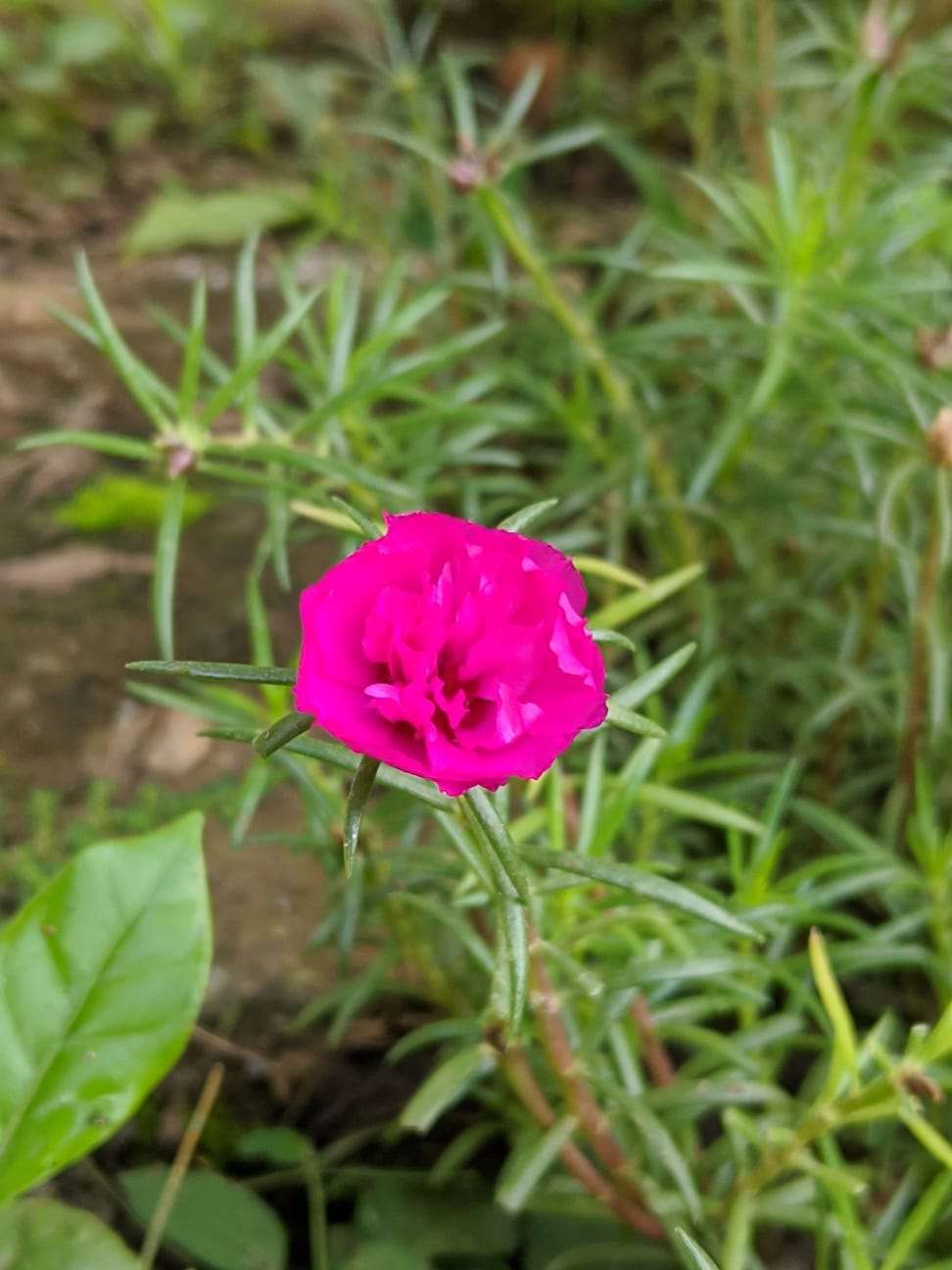 Table Rose Dark Pink Plant.