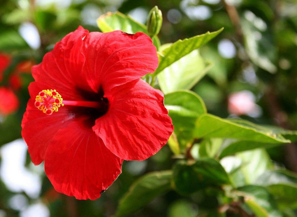 Red Hibiscus Plant - Gudhal Plant.