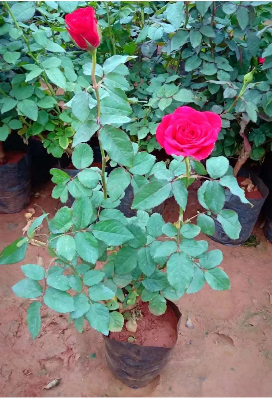 Red Rose Plant.