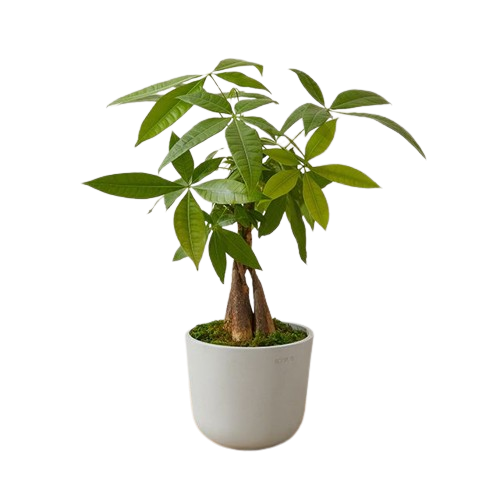 Feng Shui Money Tree Plant - Lucky Plant - Money Attracting Plant