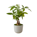 Feng Shui Money Tree Plant - Lucky Plant - Money Attracting Plant - Pilea Peperomiodes