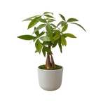 Air Purifying Indoor Combo