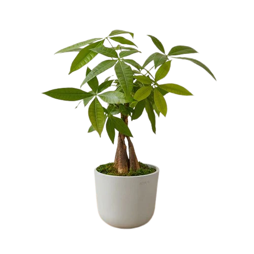 Air Purifying Indoor Combo