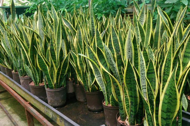 Snake Plant.