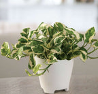 Money Plant White Green.