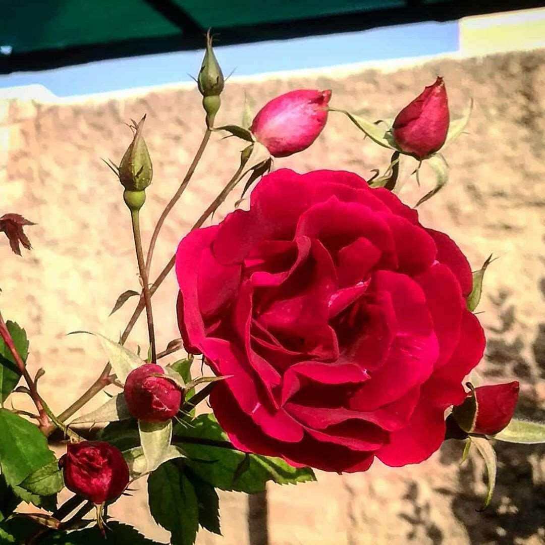 Kashmir Rose Plant.