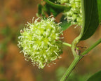 Kumarika Plant - smilax ovalifolia.