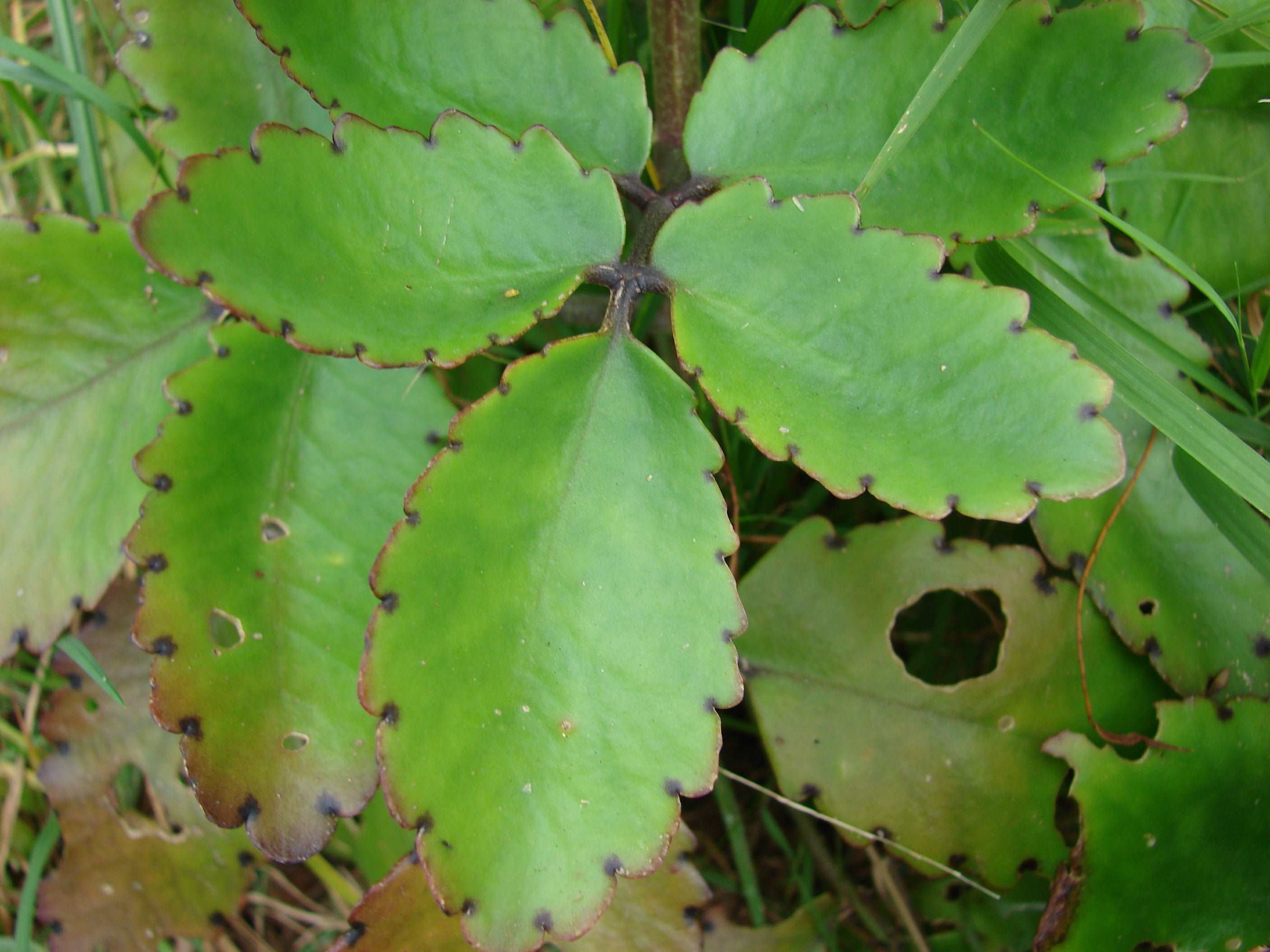 Bryophyllum Pinnatum - Kalanchoe pinnata Plant.