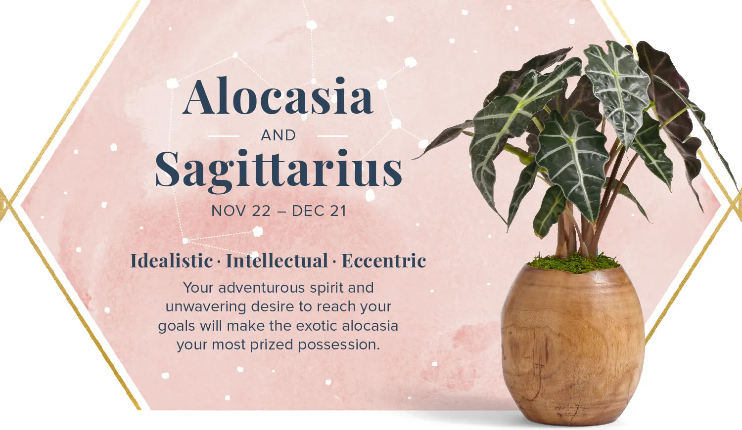 Alocasia for Sagittarius or Dhanu Rashi - Plant