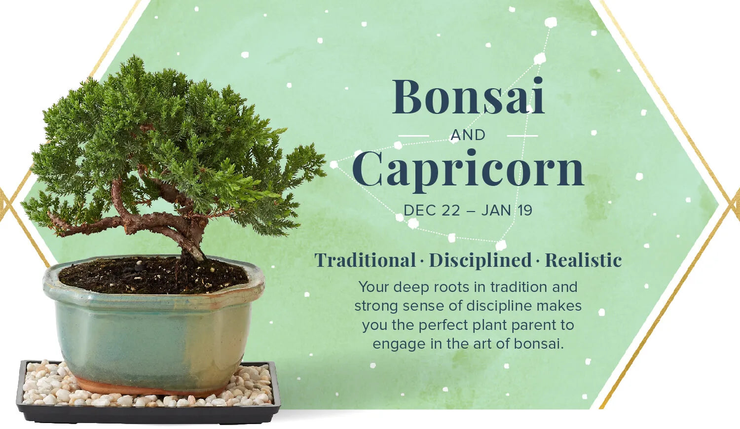 Bonsai Plant for Capricorn or Makar Rashi - Plant