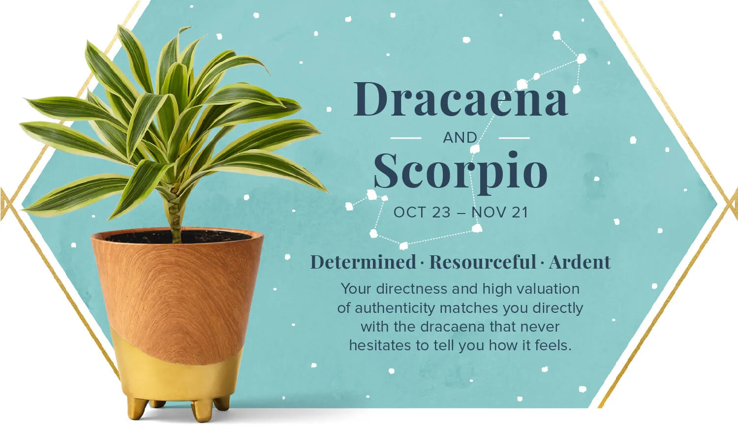 Dracaena Plant for Scorpio or Vrishchika Rashi - Plant