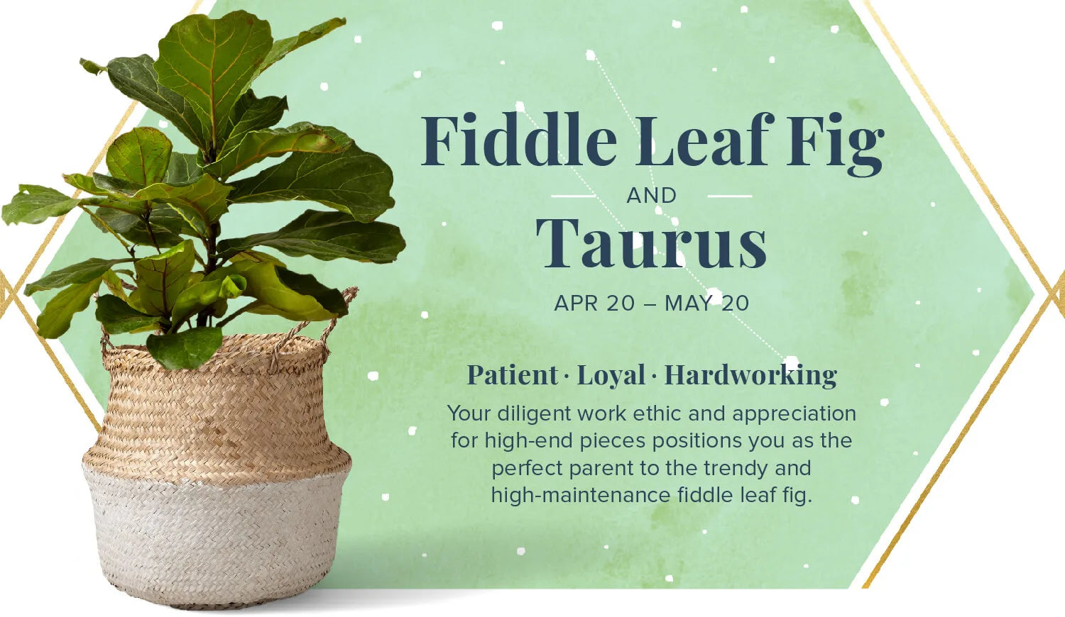 Fiddle Leaf Fig Plant for Taurus or Vrishabha Rashi - Plant