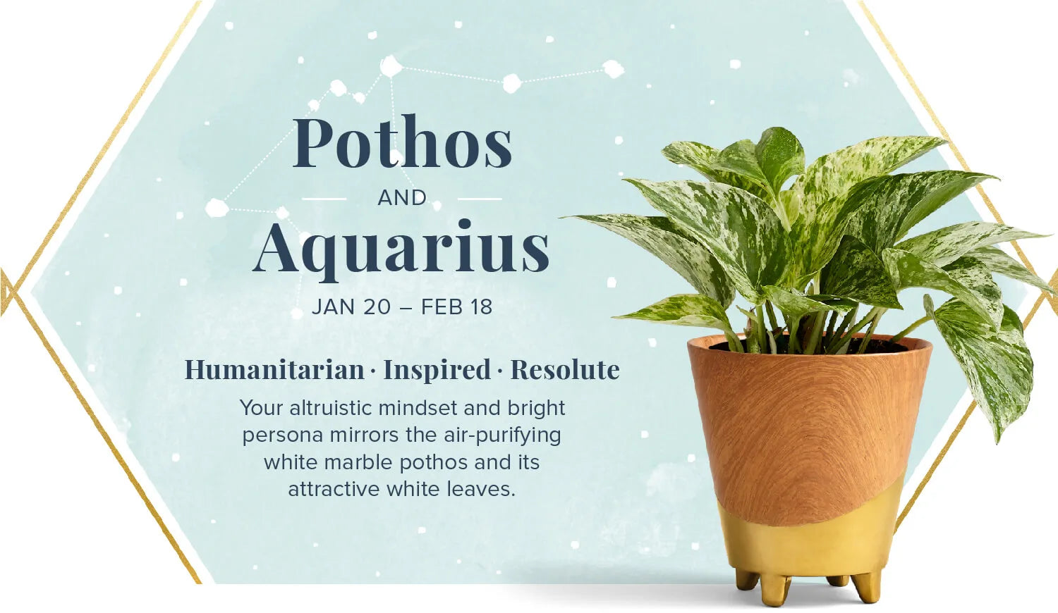 Pothos Plant for Aquarius or Kumbh Rashi - Plant