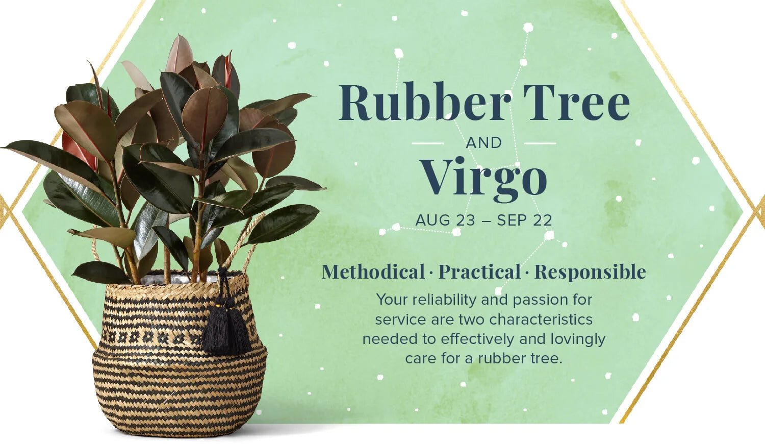 Rubber Plant for Virgo or Kanya Rashi - Plant