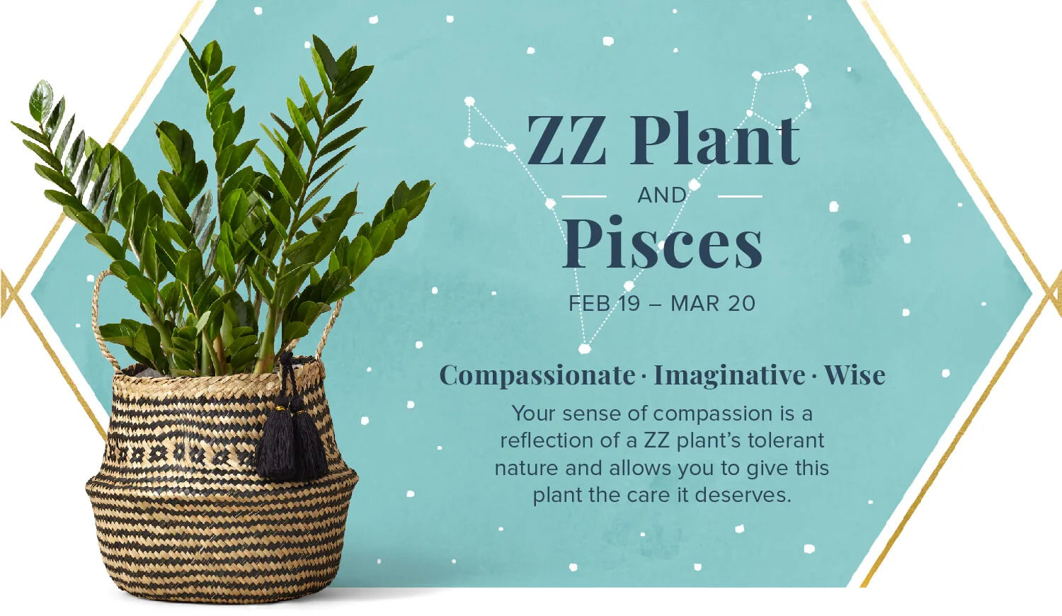 ZZ Plant for Pisces or Meen Rashi - Plant