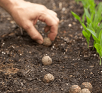 Brinjal Purple small round Seed Balls.