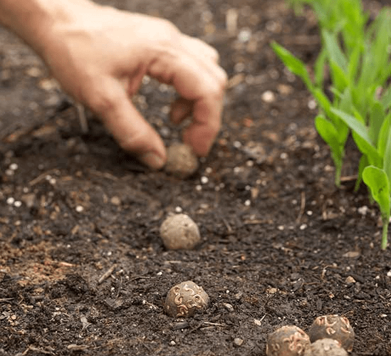 Beetroot Vegetable Seed Balls.