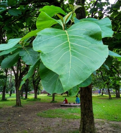 Teak Tree Sapling.