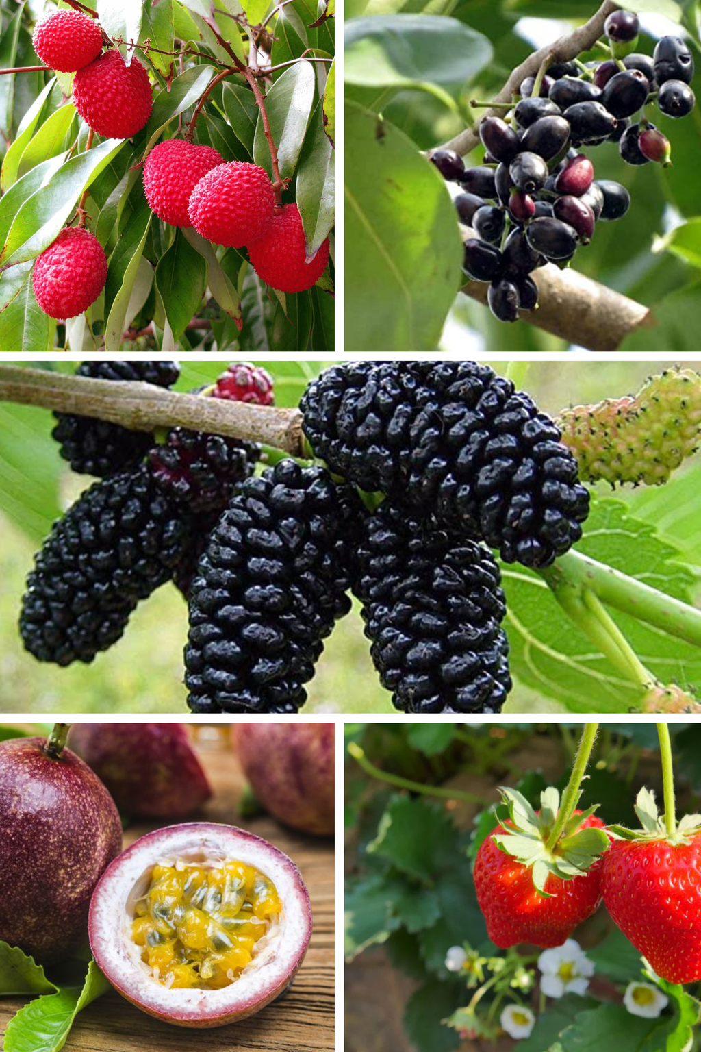 Rare Tropical Fruit Combo