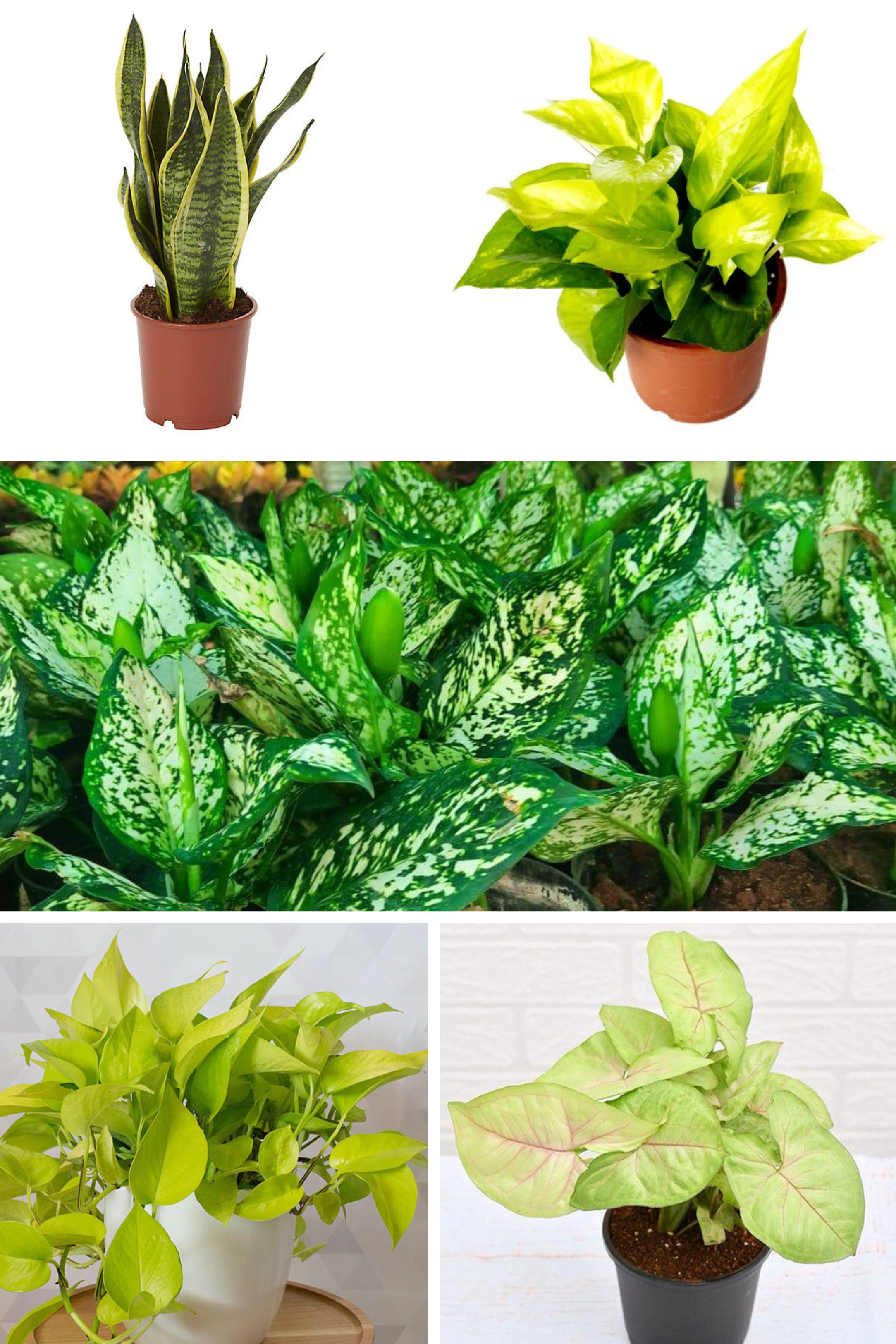 Beginner Friendly Indoor Plants