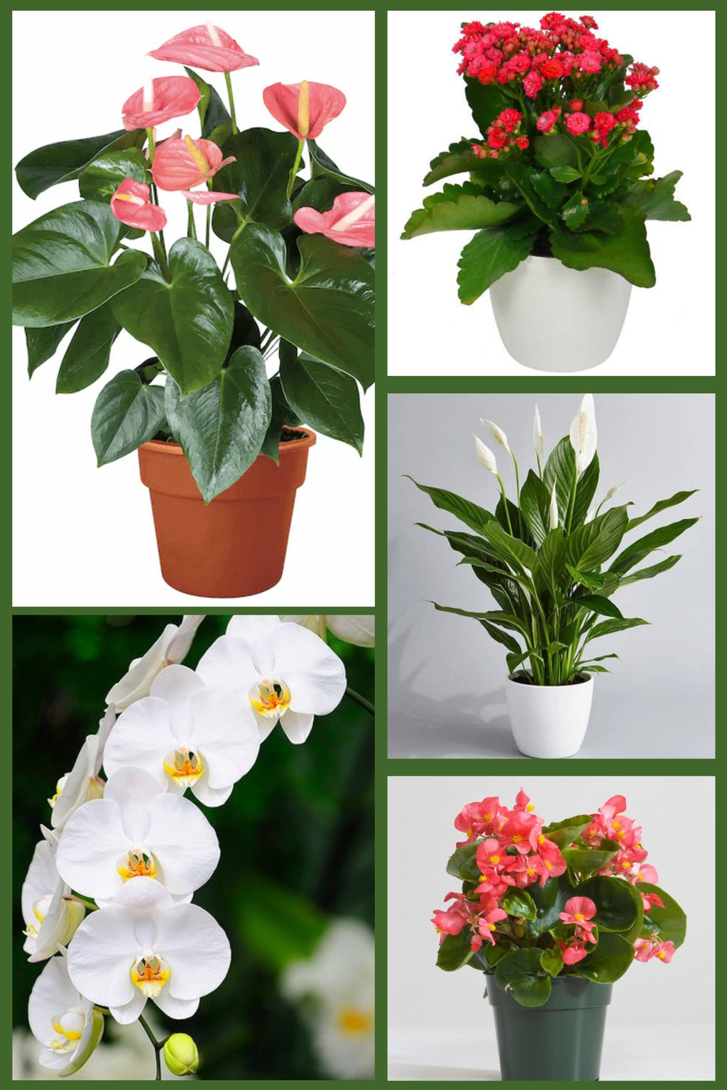 Indoor Flowering Elegance Pack