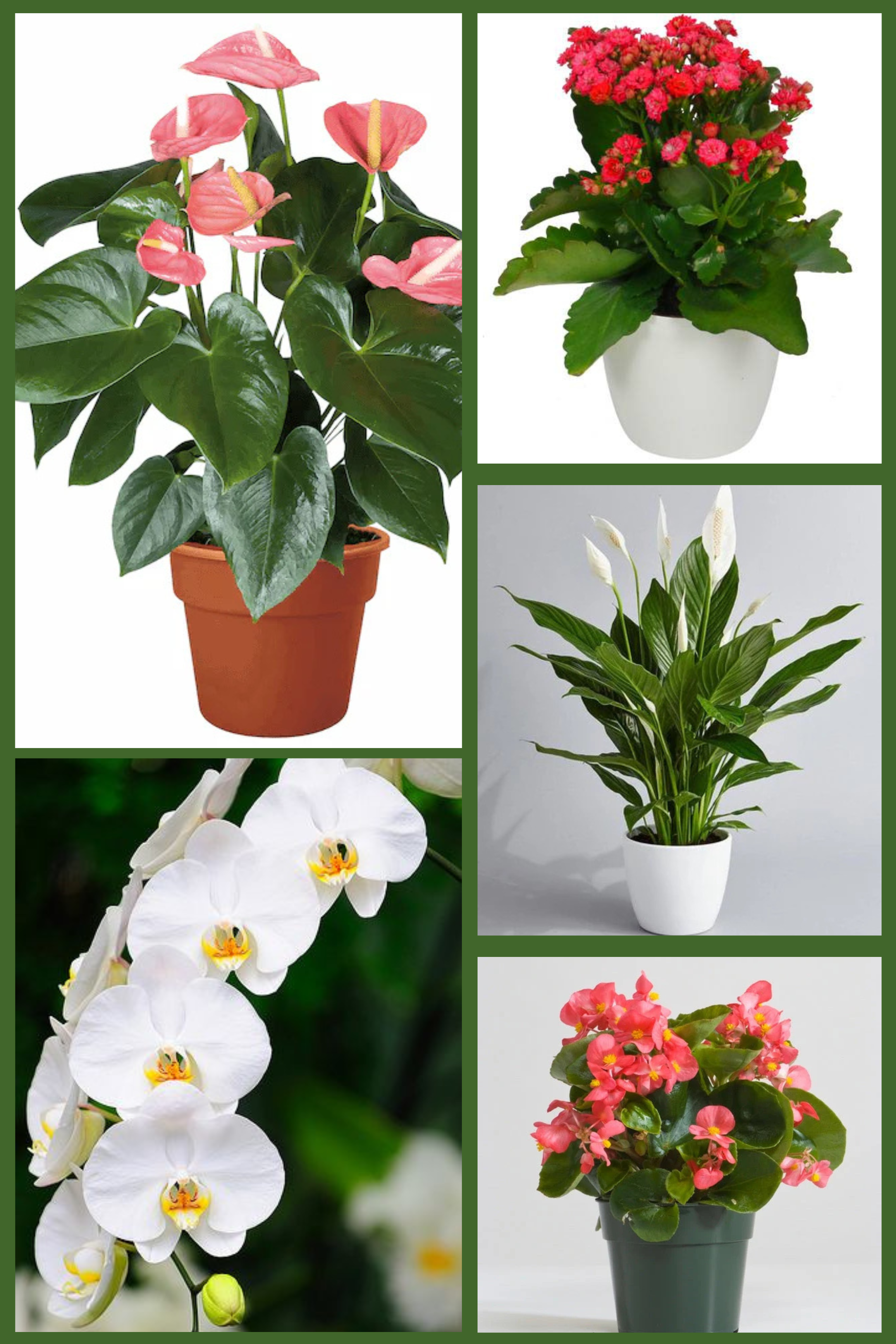 Indoor Flowering Elegance Pack